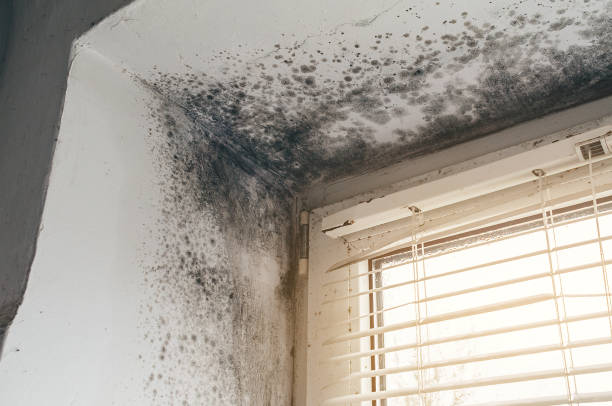Affordable Mold Cleanup solutions in Bolingbrook, IL